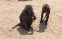 Hãi hùng cảnh khỉ đầu chó săn giết vịt đổi bữa