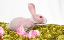 Kinh ngạc chú thỏ không lông, màu hồng cực hiếm