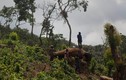 Kịch tính tinh tinh và cuộc chiến sinh tồn trong rừng rậm Congo