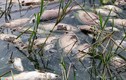 Cá chết nổi hàng loạt bốc mùi tại hồ Công viên Yên Sở