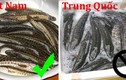 Cá lóc Việt Nam khác gì cá chuối Trung Quốc?