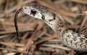 Giải mã chiếc lưỡi xẻ đôi kinh dị của loài rắn đáng sợ