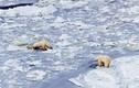 Xót xa cảnh gấu Bắc cực tuyệt vọng đấu tranh sinh tồn