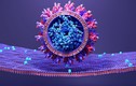Phát hiện “siêu nút” ngăn virus nCoV xâm nhập tế bào, COVID-19 chết chắc?