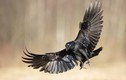 Chim đen tấn công khu phố, bàng hoàng khi biết thân phận cao quý