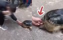 Nghịch dại trêu rùa, chàng trai phải cầu cứu cảnh sát 