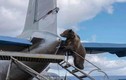 Phi công Nga kể chuyện ly kỳ về chú gấu "con nuôi"