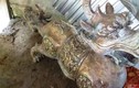 Ngư dân nhặt tượng con vật 2 đầu kỳ lạ ở Cà Mau