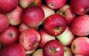 Sai lầm khi ăn táo làm mất hết chất dinh dưỡng, 100% chúng ta đều mắc phải