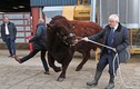 Thủ tướng Anh dắt bò, bản đồ bão 'chế' của TT Trump vào top ảnh tuần