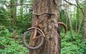 Sự thật hãi hùng "cây ma" ăn xe đạp dị nhất hành tinh 