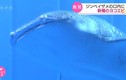 Hãi hùng tìm thấy 1.000 sinh vật sống trong miệng cá mập voi