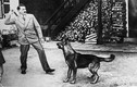 Kết cục của thú cưng được trùm phát xít Hitler yêu thích