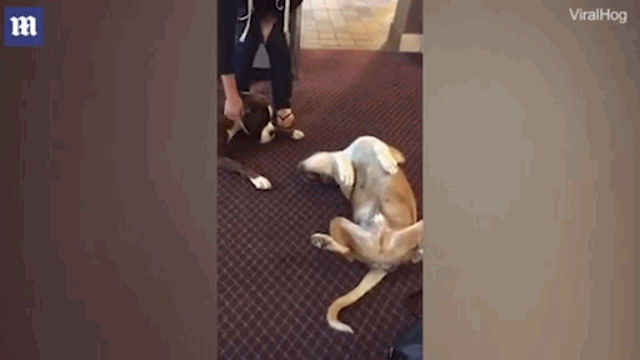 Video: Giả chết “thần sầu”, chó Boxer khiến bạn sủa vang đau đớn 