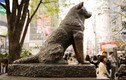 Chuyện cảm động về chú chó trung thành nổi tiếng Nhật Bản