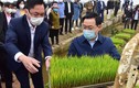 Bí thư, Chủ tịch Hà Nội xuống ruộng cấy lúa cùng nông dân