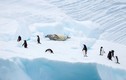 Thuyết âm mưu: Người xưa xây kim tự tháp ở Nam Cực