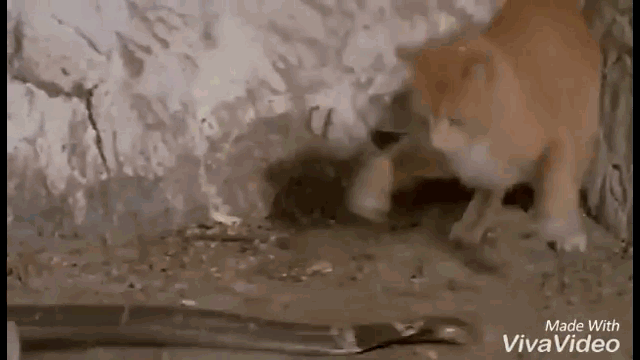 Video: Tử chiến mèo nhà, rắn hổ mang chúa nhận cái kết thảm khốc