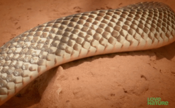 Loài rắn nguy hiểm nhất nước Úc chết thảm dưới tay 'sát thủ' không ngờ