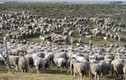 Độc đáo hòn đảo có cừu nhiều gấp gần 170 lần dân số