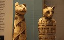 Người Ai Cập cổ đại cưng chiều những động vật nào?