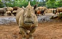 Tê giác trắng đến Nhật Bản "tìm tình yêu"