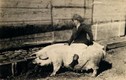 Độc lạ thú vui cưỡi lợn đi chơi trong thế kỷ 20