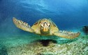 Rùa "khủng" sa lưới ở Huế: Siêu quý hiếm dân thả về biển ngay?