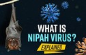 Virus Nipah bùng phát: Nguy hiểm hơn "tử thần" SARS-CoV-2?