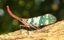 Ngắm “nhan sắc” ảo diệu khó tin của các loài côn trùng đẹp nhất 