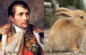 Bách chiến bách thắng, vì sao Napoleon "thảm bại" trước một đàn thỏ? 