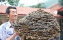 Đi hái thuốc, lão nông Trung Quốc tìm thấy “báu vật” trời ban 