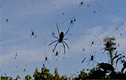 Giải bí ẩn những “cơn mưa nhện” kỳ quái tấn công Trái đất 