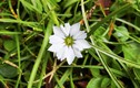 Khám phá bất ngờ về loài hoa “e thẹn” nhất thế giới