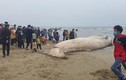 Cá voi 10 tấn dạt vào bờ biển Thanh Hóa: Điềm báo bội thu? 