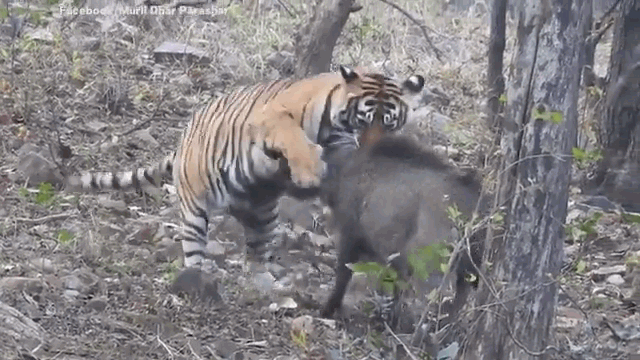 Video: Bị hổ dữ ngoạm cổ, lợn rừng chật vật phản đòn 
