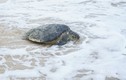 Rùa biển 50 kg mắc lưới ngư dân Hà Tĩnh: Loài cực quý hiếm! 