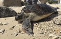 Cá thể rùa xanh mới thả về tự nhiên ở Ninh Thuận: Loài cực hiếm! 