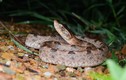 Tận mục loài rắn độc có răng nanh dài nhất Việt Nam