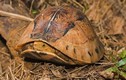 Vườn Quốc gia Vũ Quang tiếp nhận 8 cá thể rùa: Toàn loài quý hiếm!