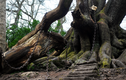 Bí ẩn cây sồi già bị xiềng xích mang “lời nguyền” ám ảnh 