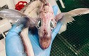 “Cá quái vật” đang sốt xình xịch trên Instagram: Loài cực hiếm? 