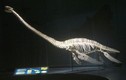 Tò mò “thủy quái” khổng lồ ở Nam Cực: Giống quái vật hồ Loch Ness