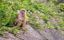 Giải cứu khỉ mốc bị nuôi nhốt trái phép ở Lai Châu: Loài cực hiếm! 