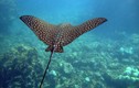 Cá đuối đại bàng đốm gần 200 kg nhảy lên thuyền: Loài tuyệt đẹp