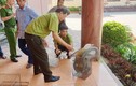 Vườn Quốc gia Vũ Quang tiếp nhận rắn hổ mang chúa: Loài cực hiếm!