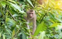 Thả cá thể khỉ đuôi lợn về rừng Tây Yên Tử: Loài nguy cấp! 