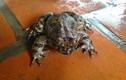 Loài ếch quý hiếm ở Việt Nam, có tiền cũng khó mua được