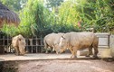 6 con tê giác chết bất thường ở Nghệ An: Loài nguy cấp! 