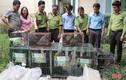 VQG Vũ Quang tái thả 30 động vật hoang dã: Toàn loài hiếm!